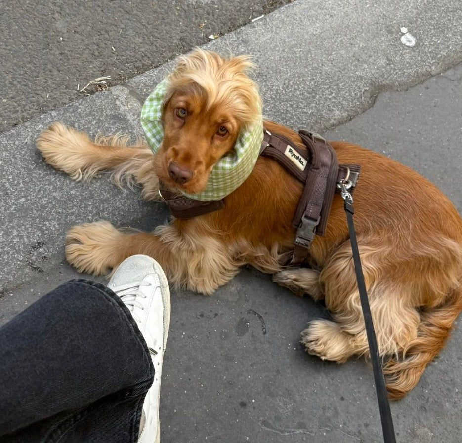 Snood Basilic
