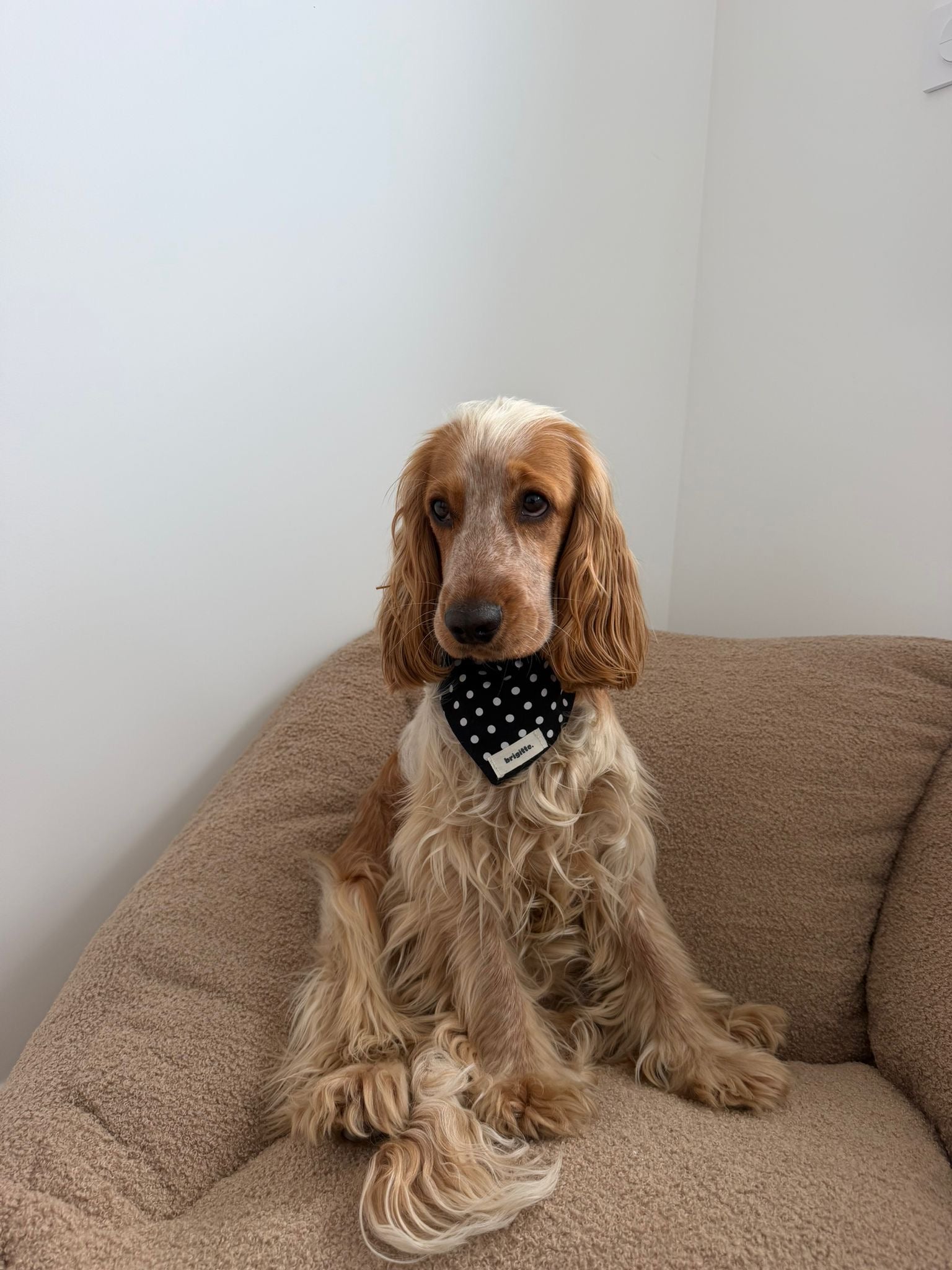 Bandana Pepper