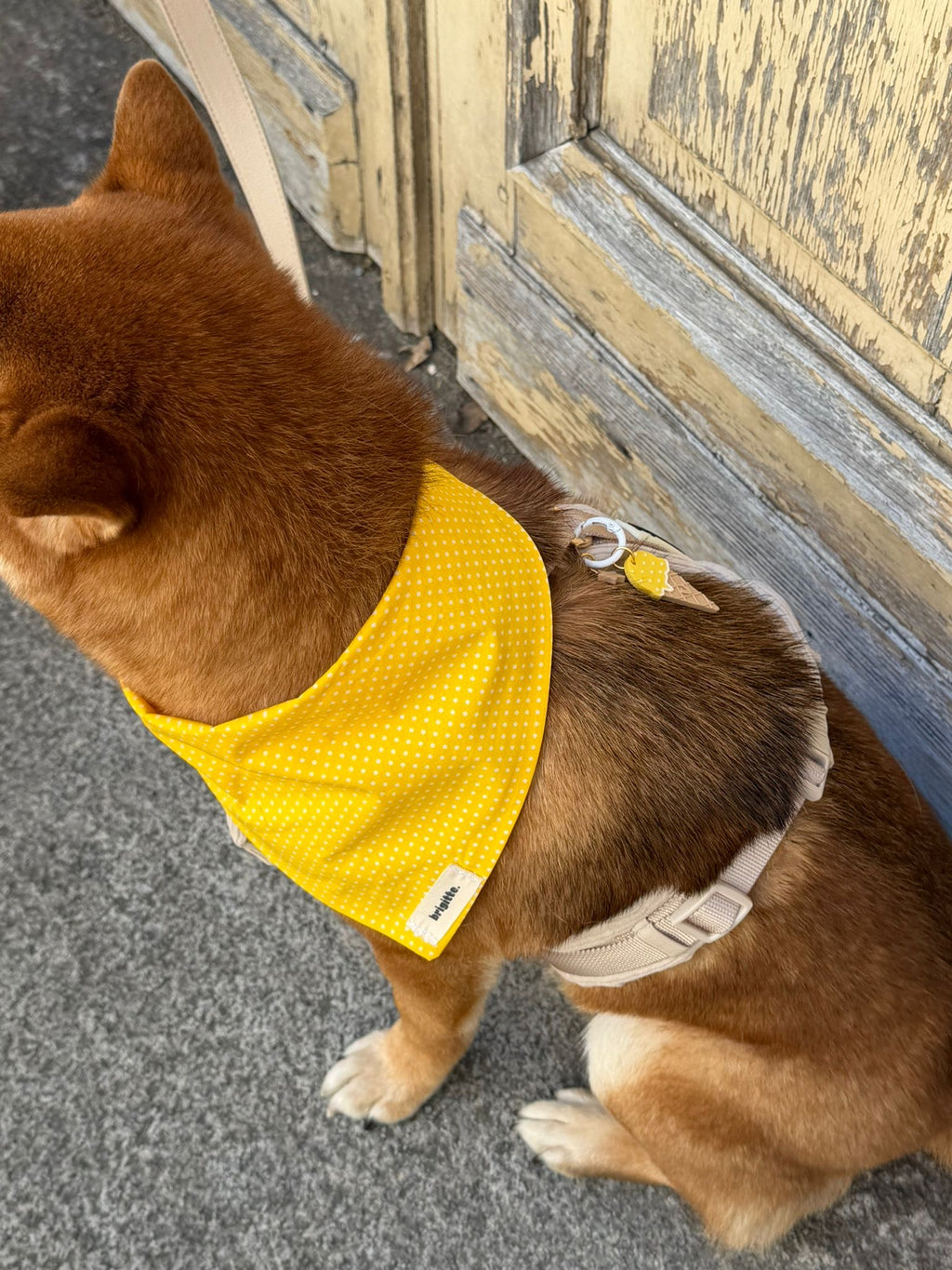 Bandana Citron