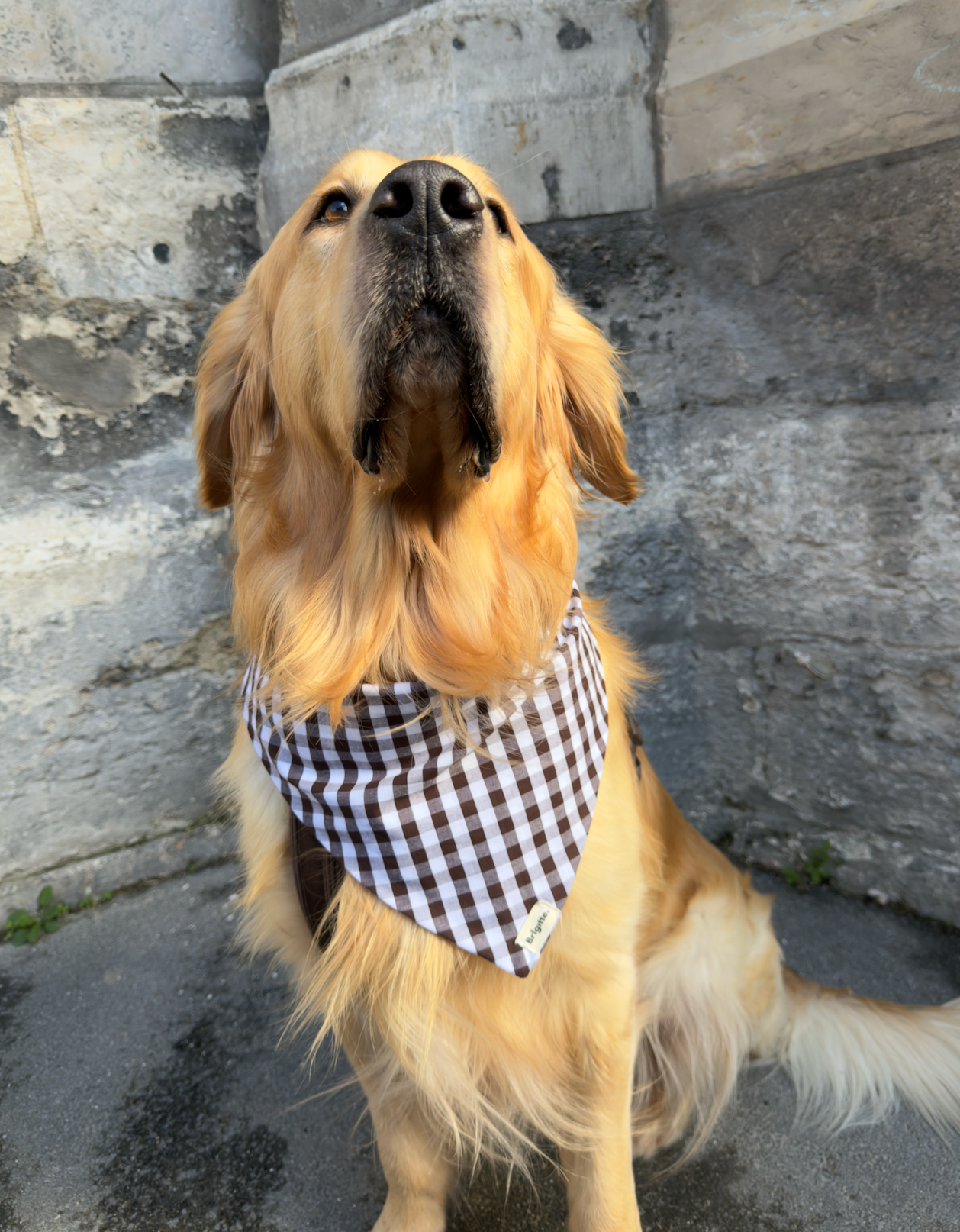 Bandana Diane