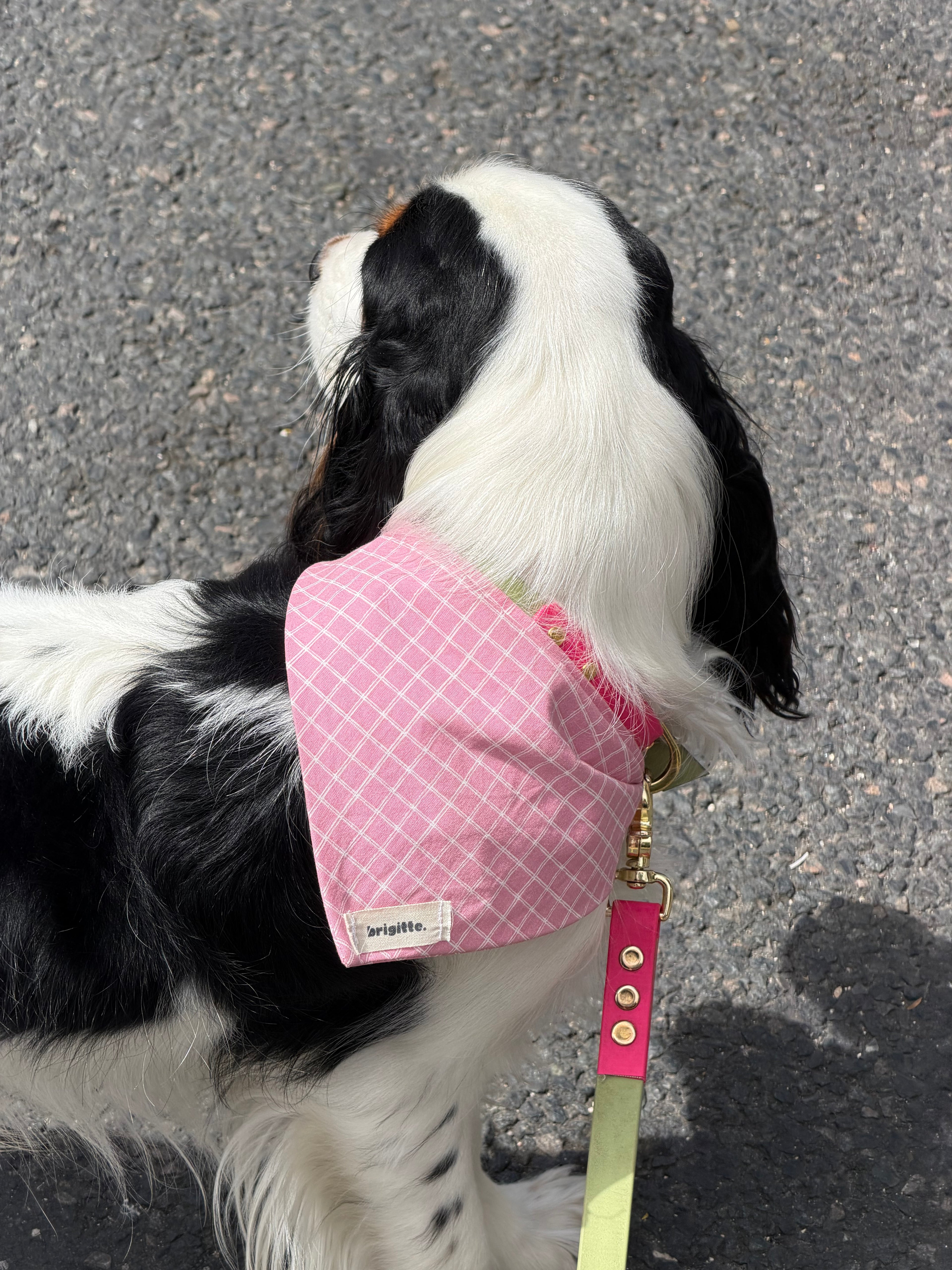 Bandana Rose