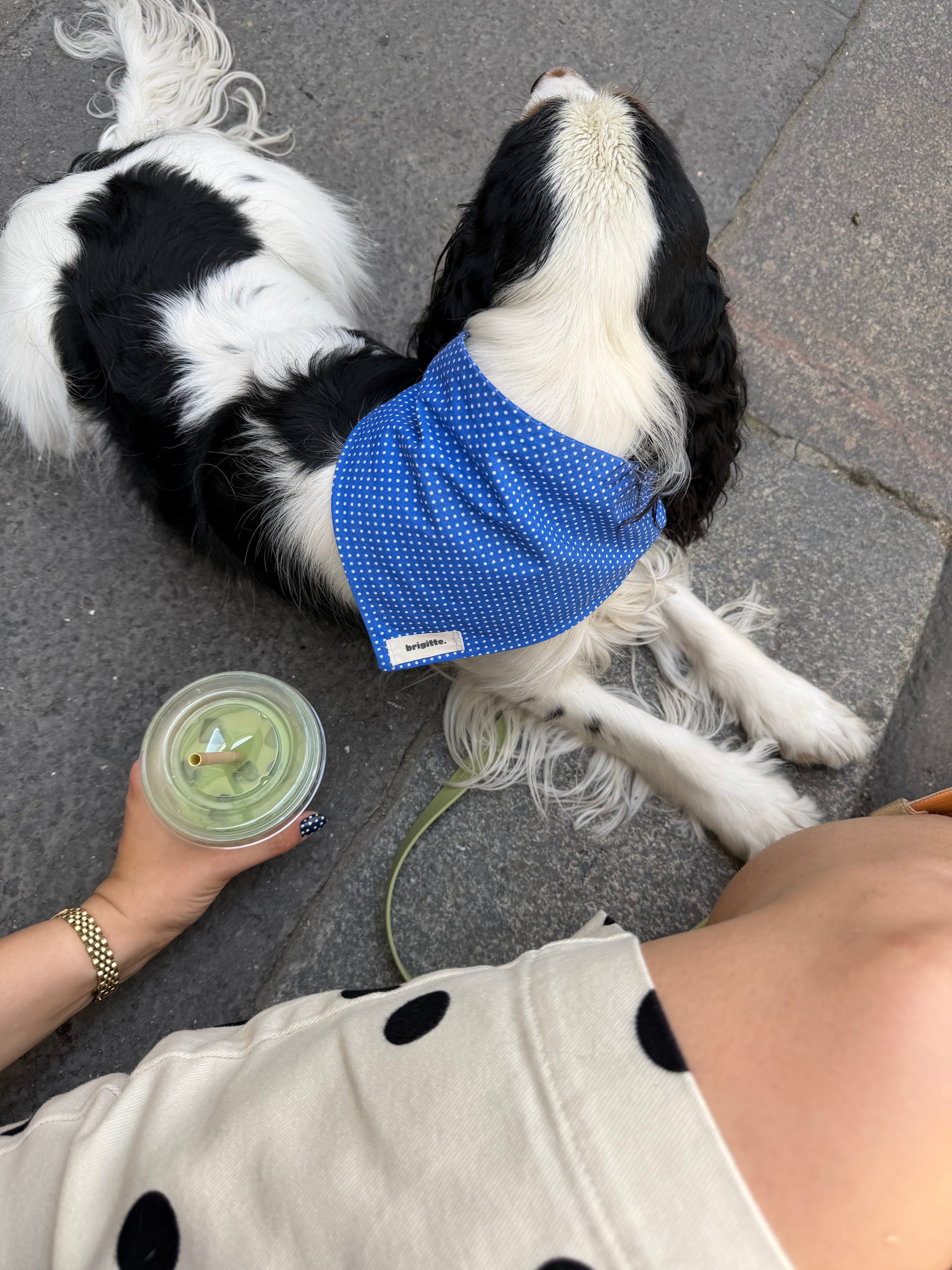 Bandana Iris