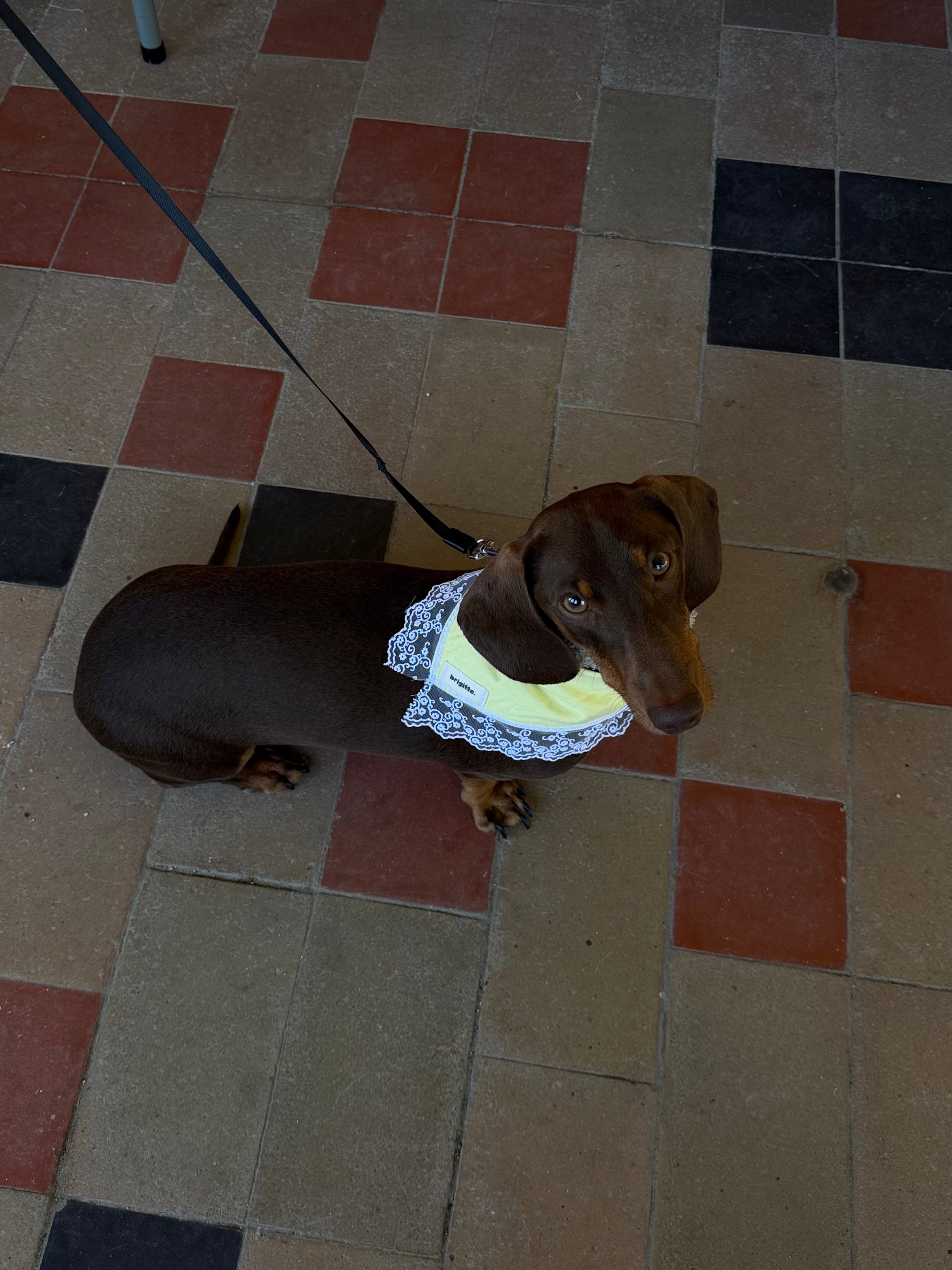 Bandana Bridgerton