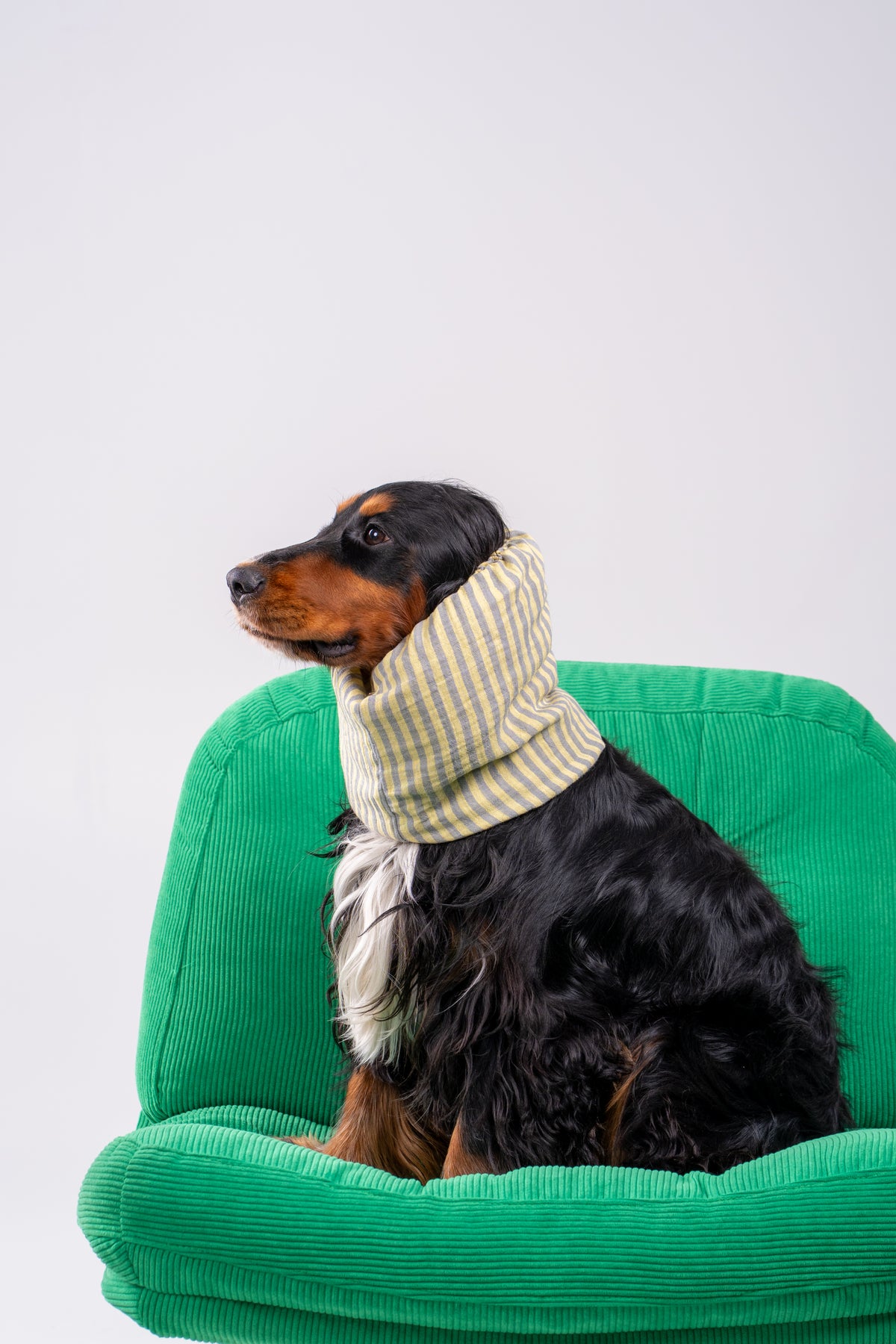Snood Pollen