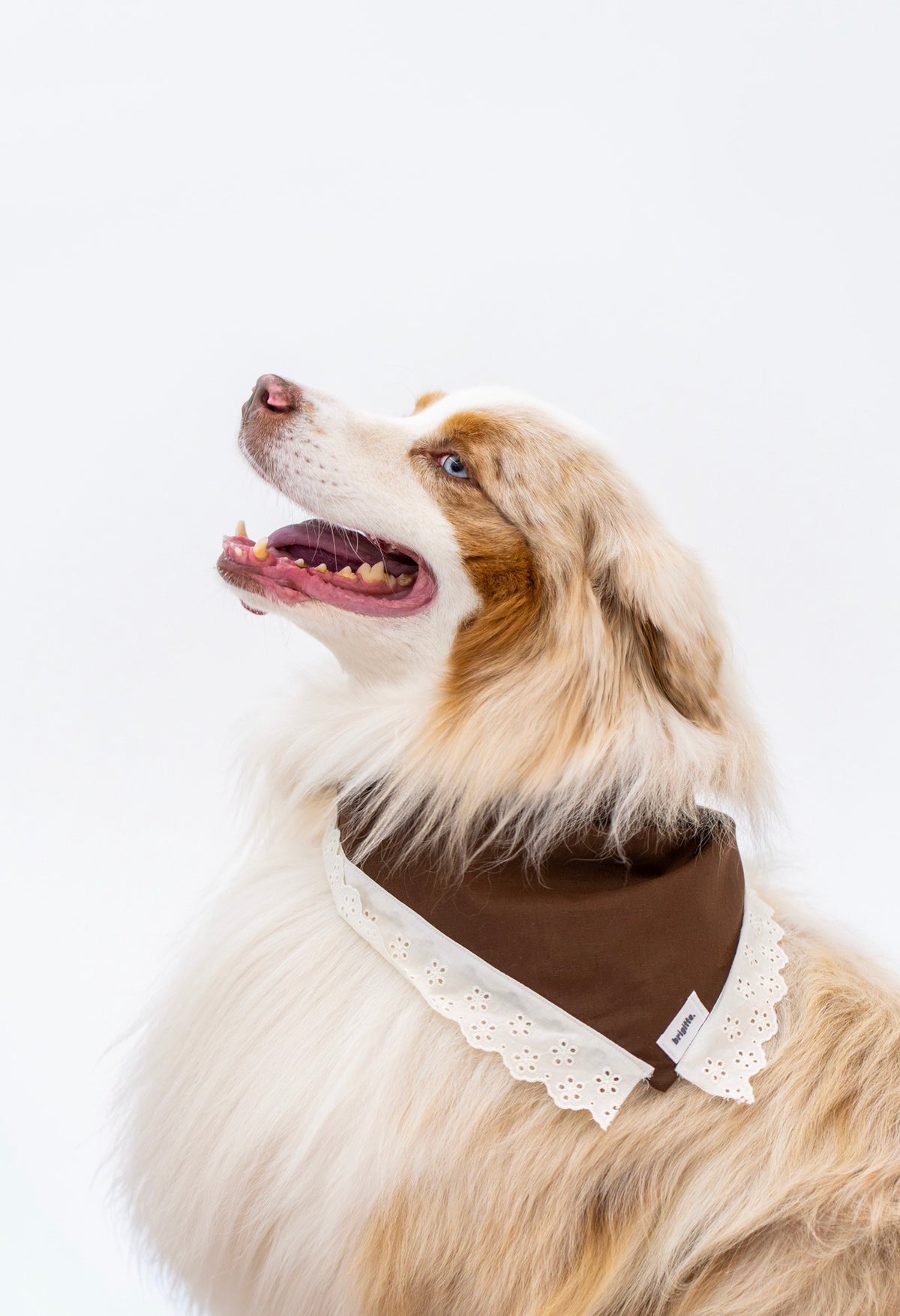 Bandana Chocolat