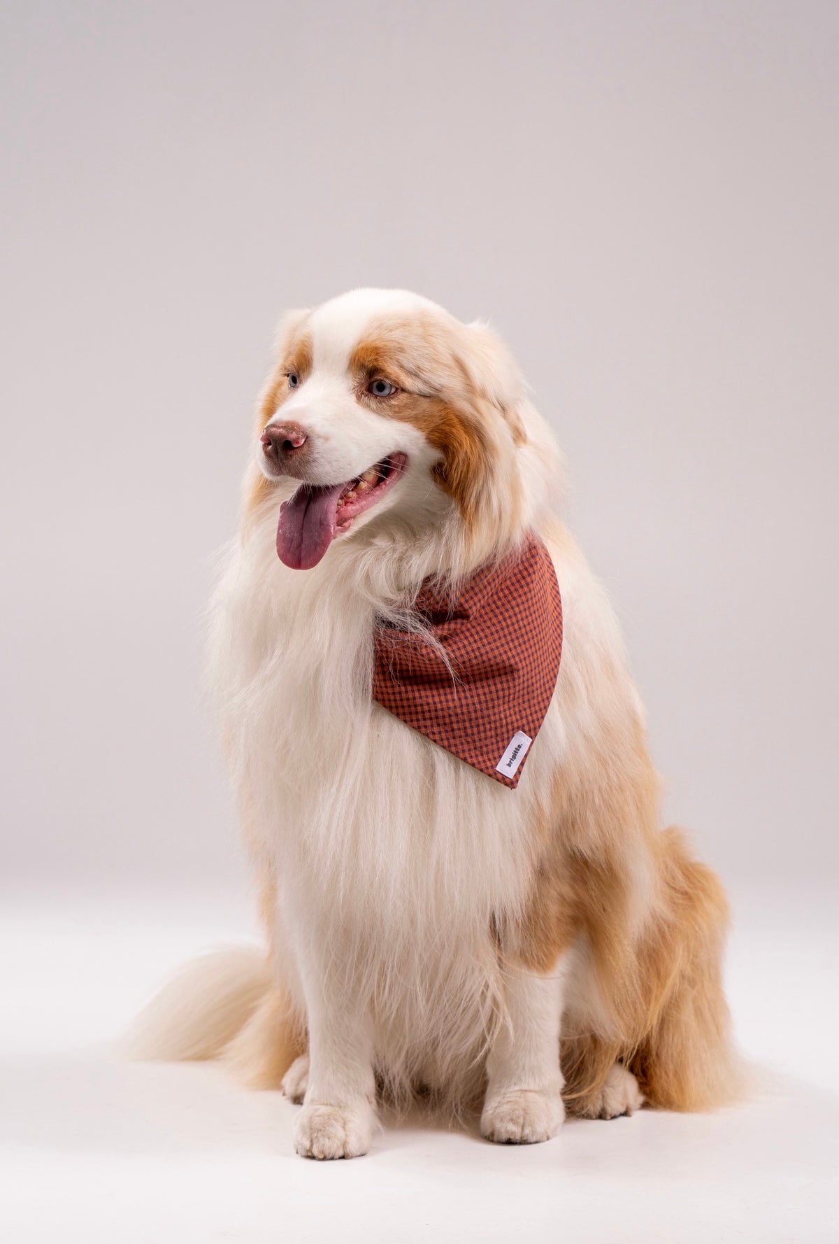 Bandana Biscuit