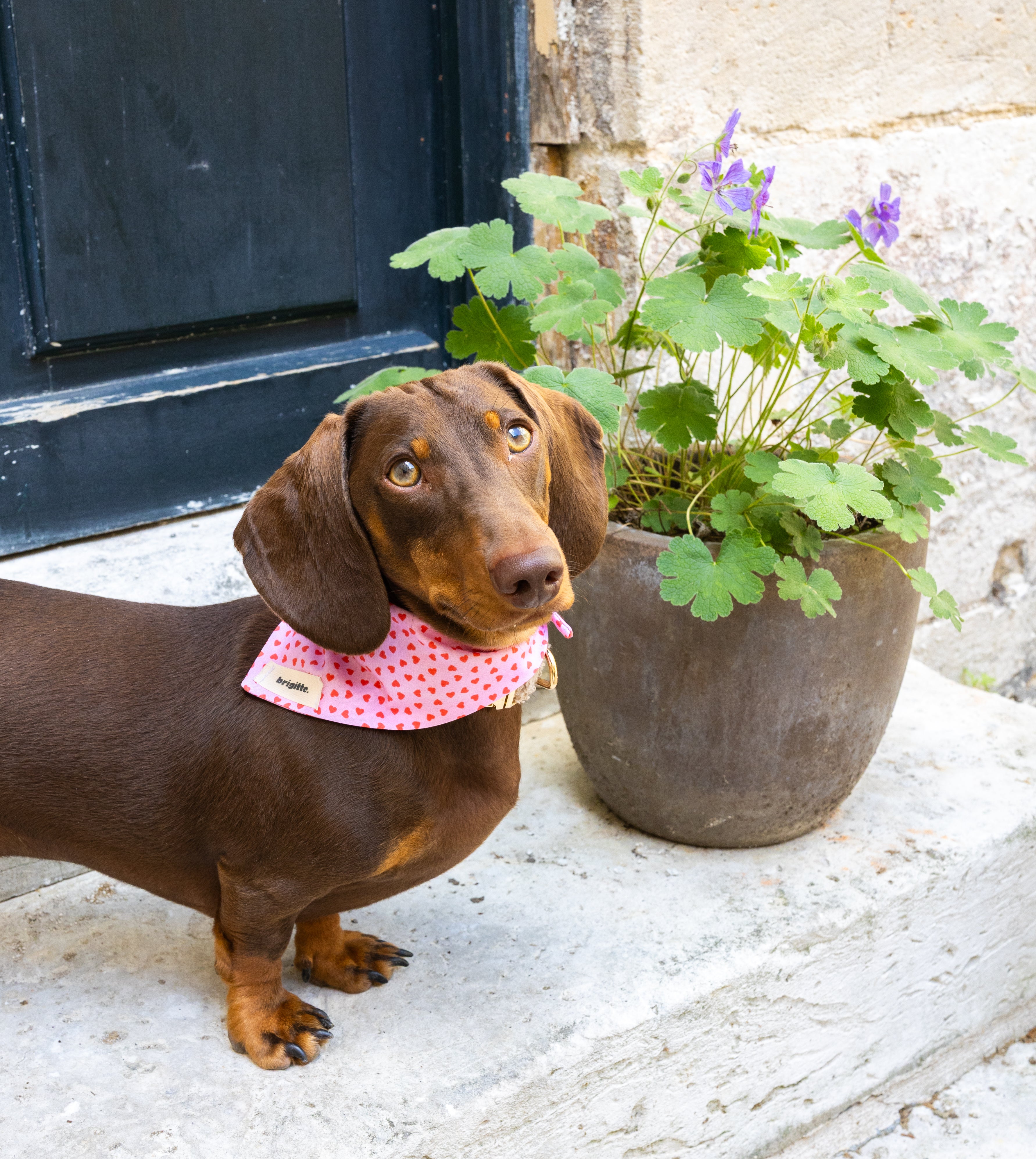 Bandana Anna