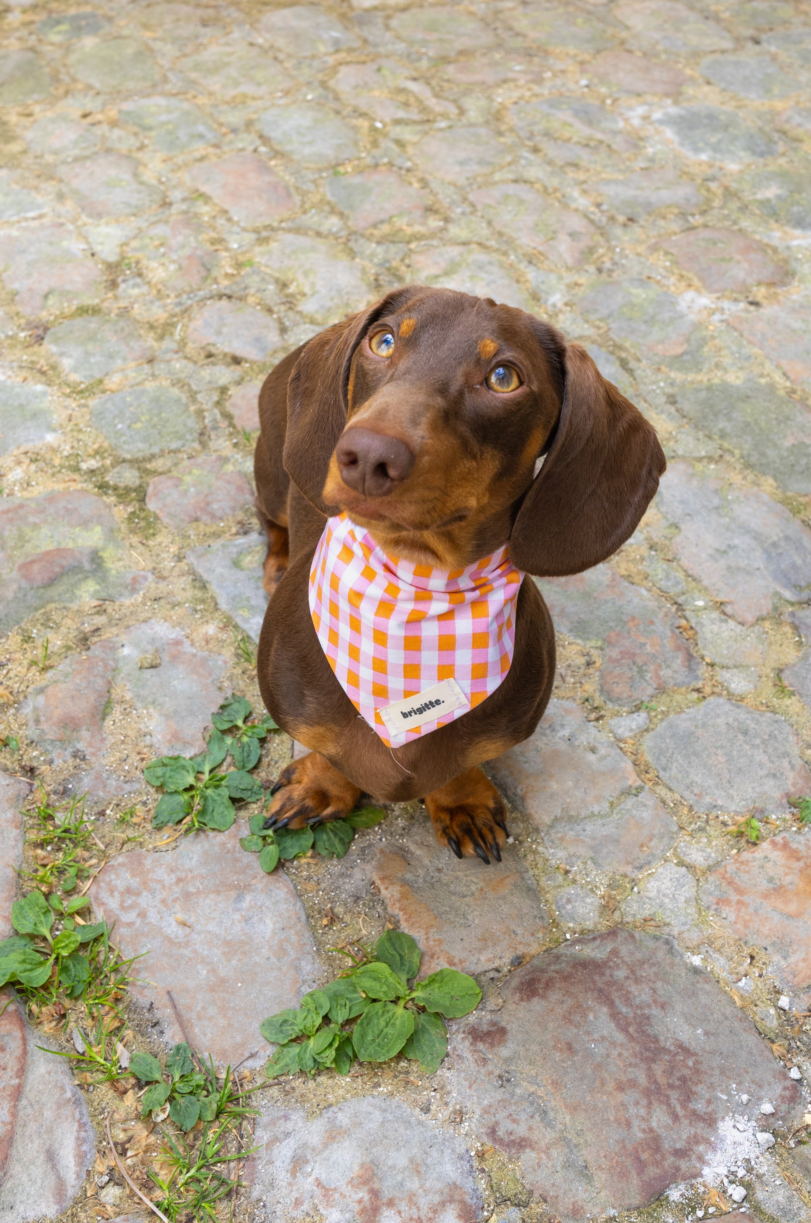 Bandana Sunset