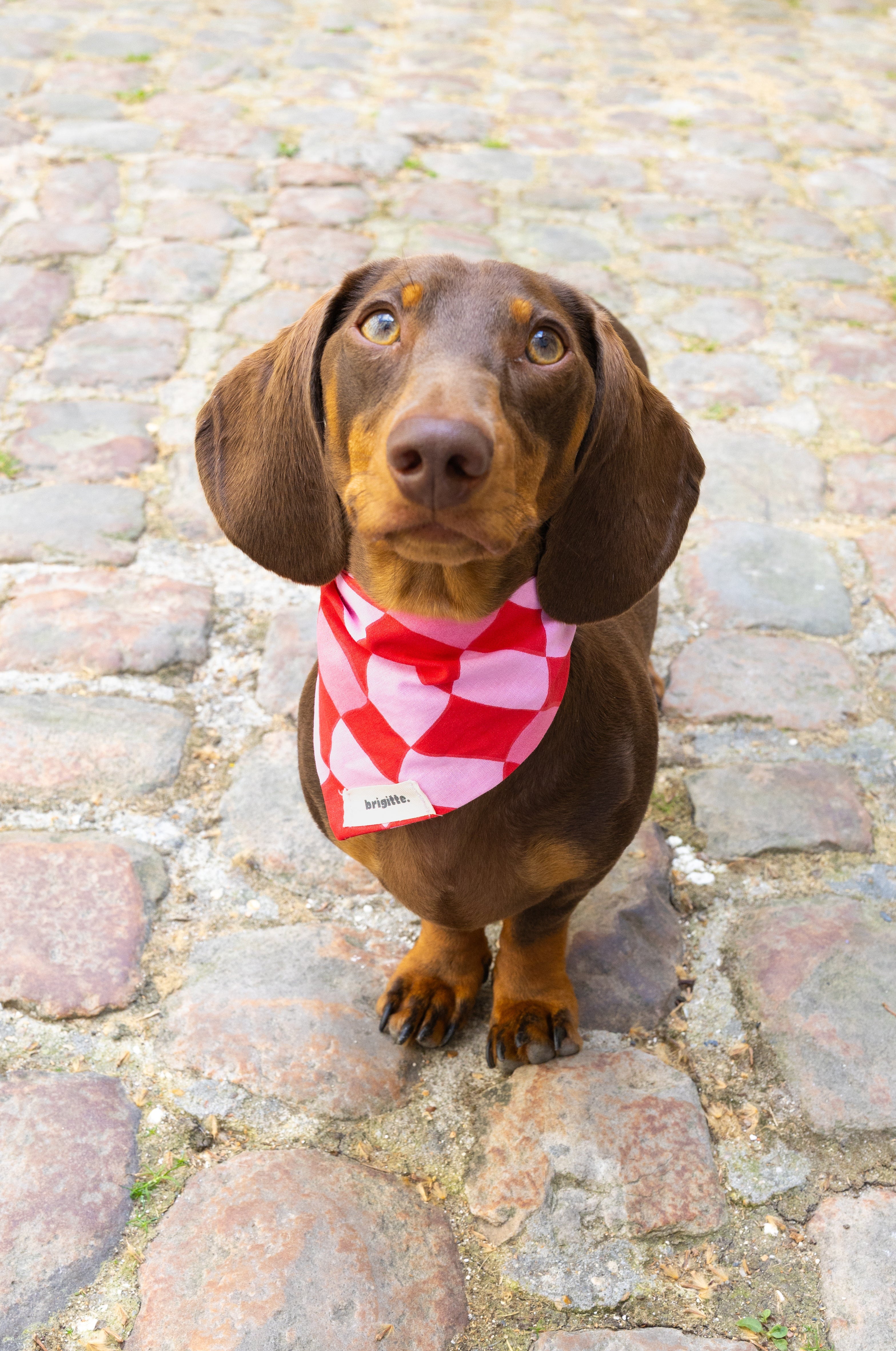 Bandana Amore