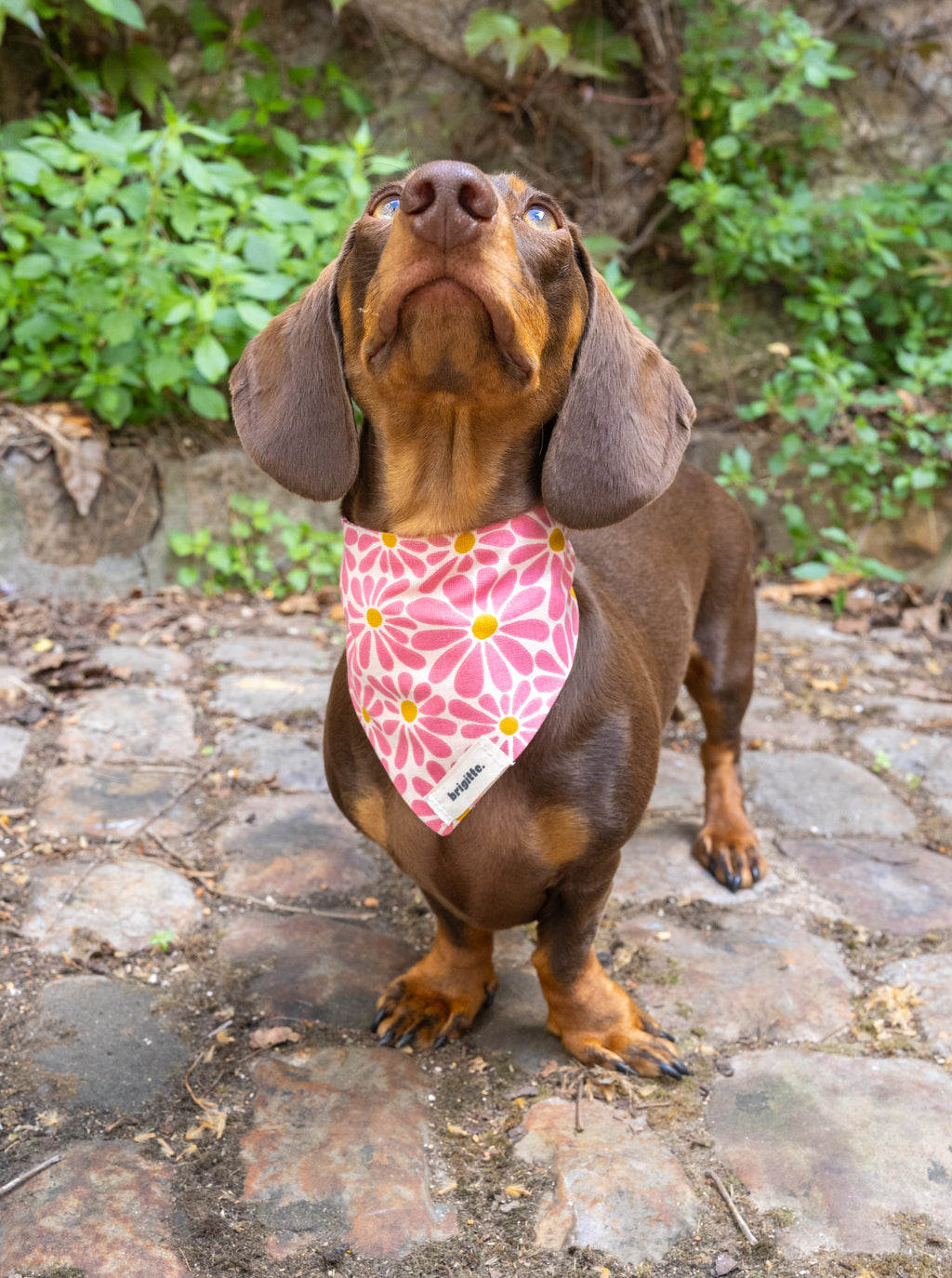 Bandana Marguerite