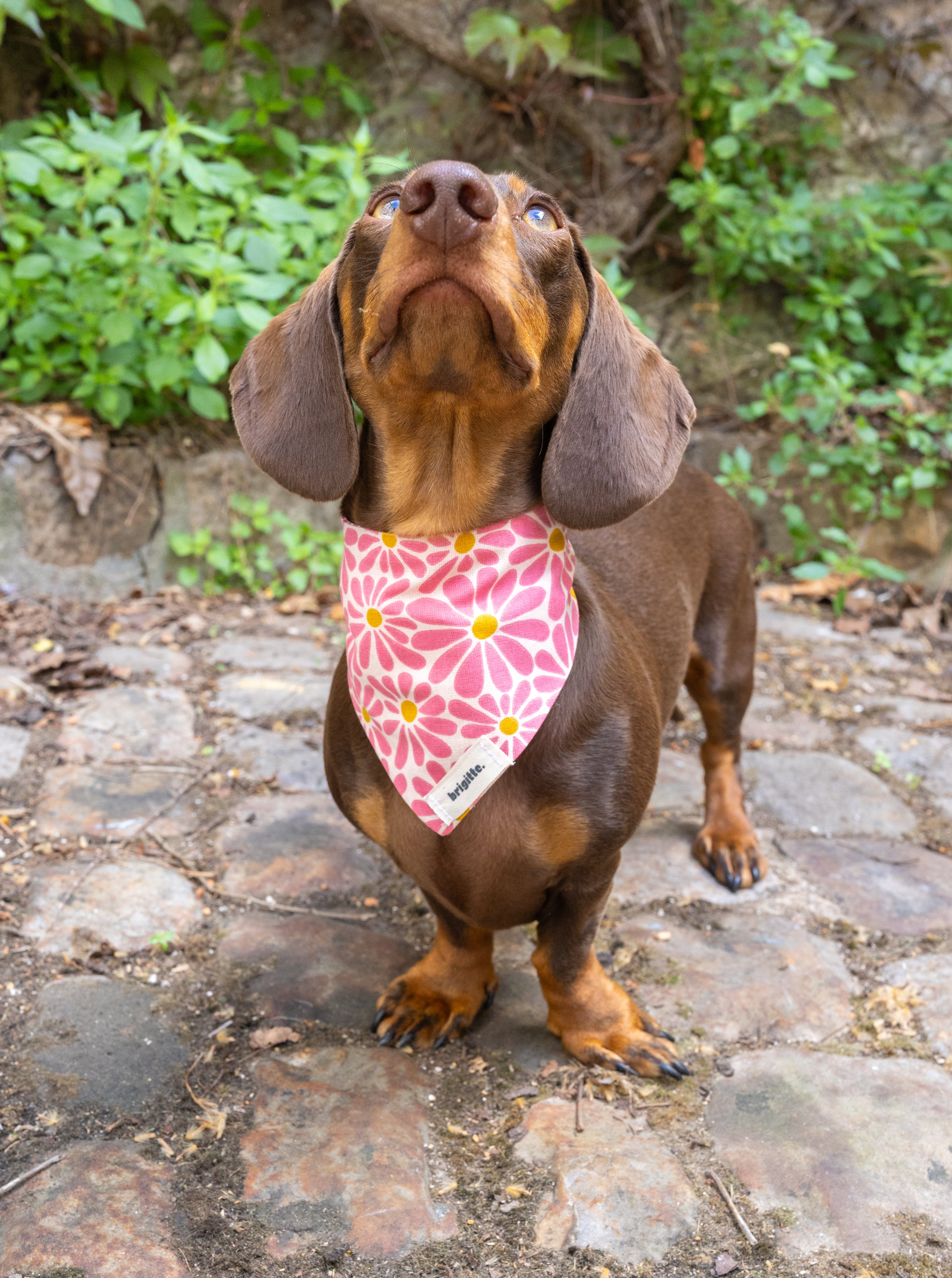 Bandana Marguerite
