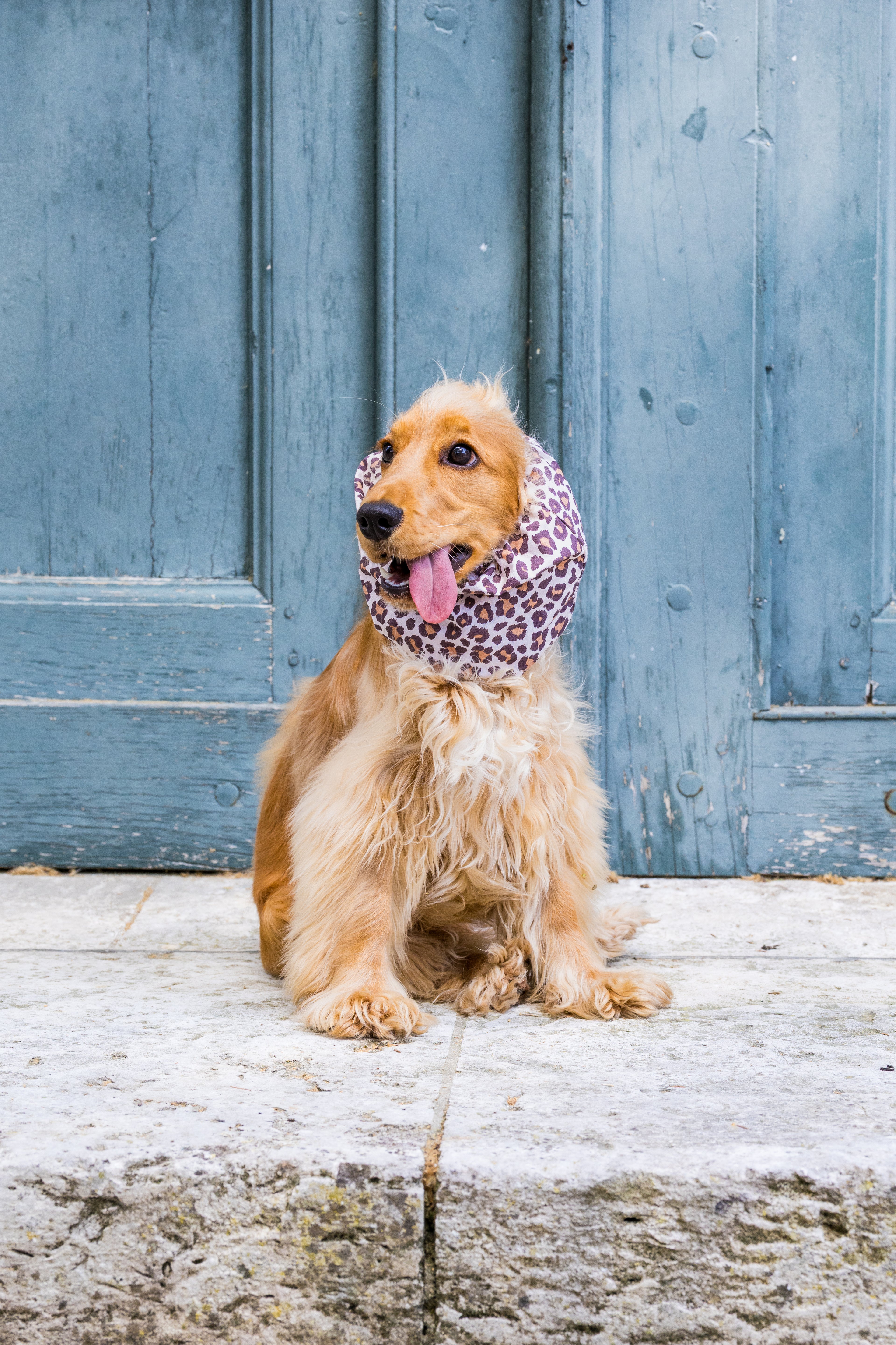Snood Léopard