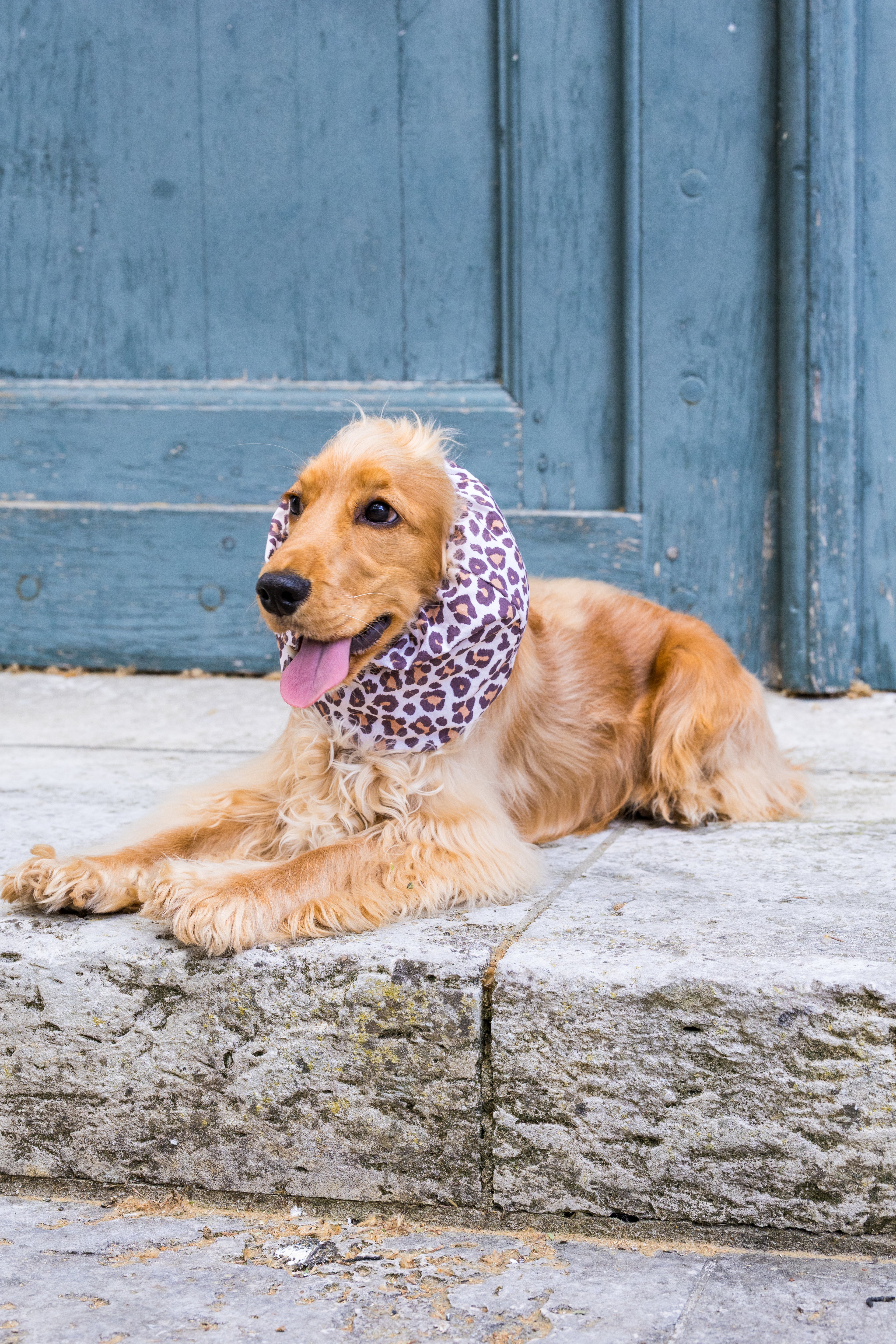 Snood Léopard