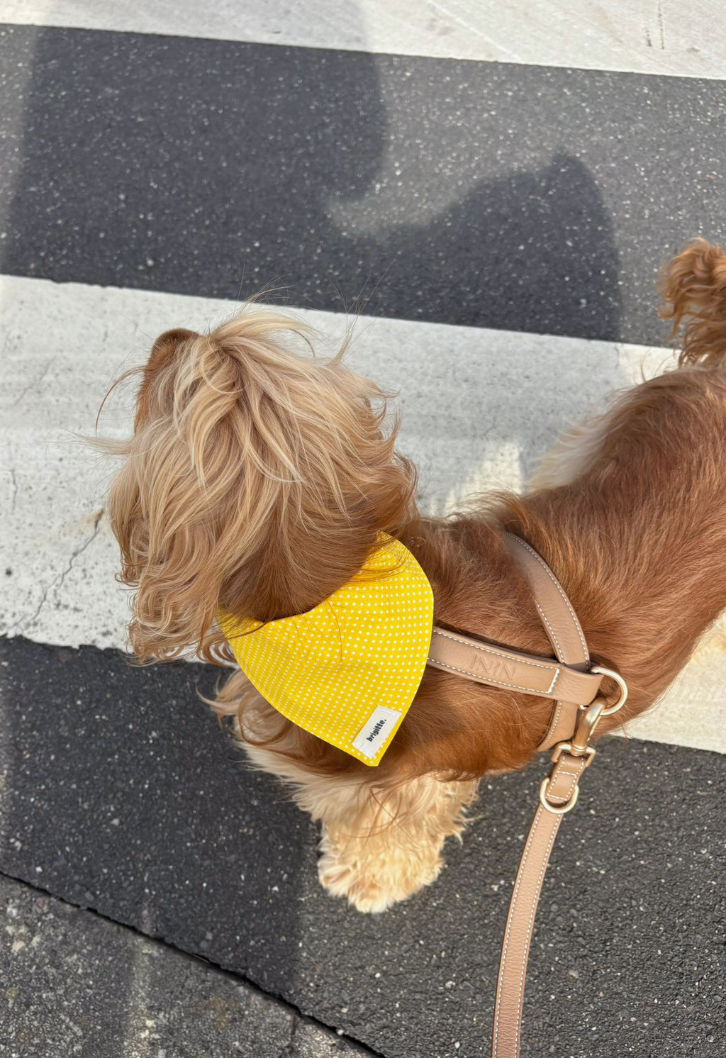 Matchy Citron