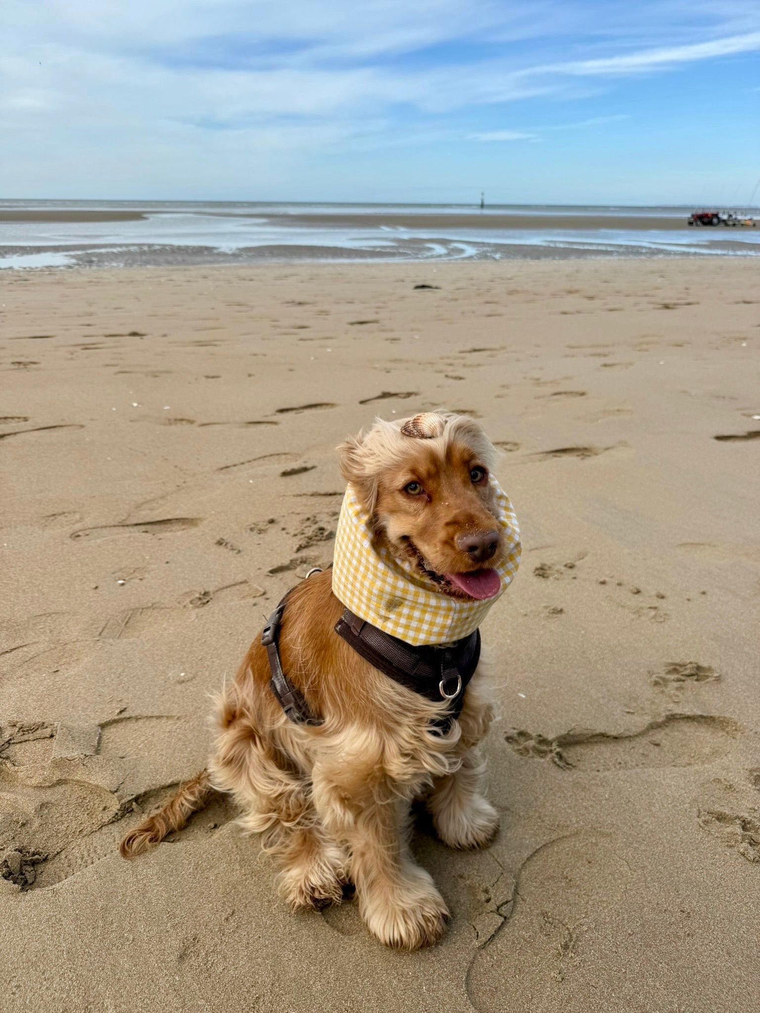 Snood Mimosa