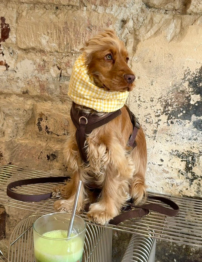 Snood Mimosa